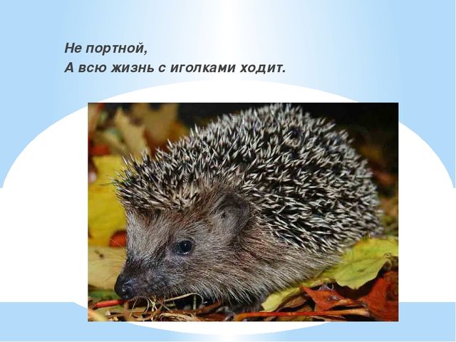 Презентация к занятию для подготовительной группы "В гостях у Незнайки"