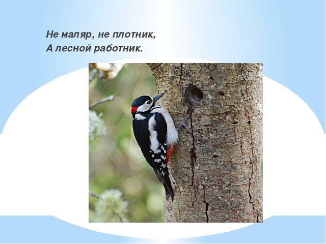 Презентация к занятию для подготовительной группы "В гостях у Незнайки"