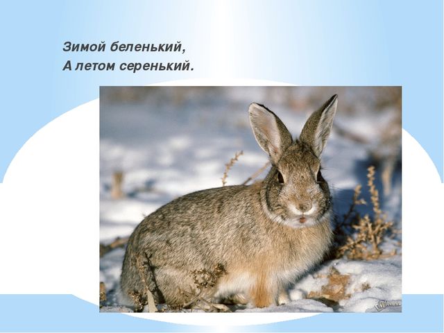 Презентация к занятию для подготовительной группы "В гостях у Незнайки"
