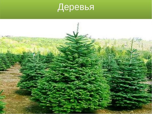 Презентация для детей 5-6 лет "Путешествие в осенний лес"