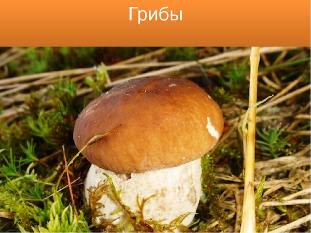 Презентация для детей 5-6 лет "Путешествие в осенний лес"