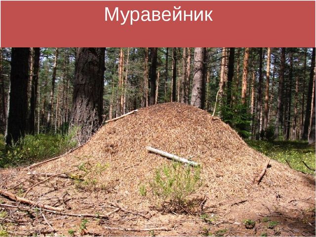 Презентация для детей 5-6 лет "Путешествие в осенний лес"