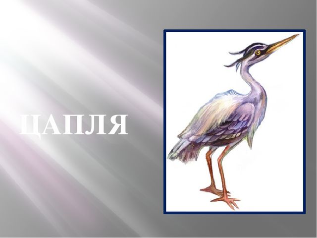 Презентация - кружок по подготовке к школе "Знакомство с буквой "Ц"
