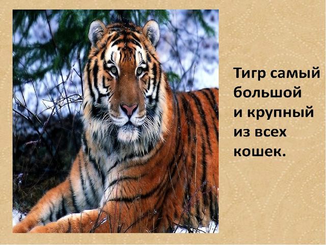 Презентация по формированию целостной картины мира на тему "Тигры" для детей дошкольного возраста