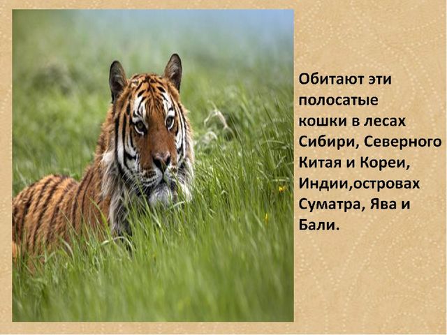 Презентация по формированию целостной картины мира на тему "Тигры" для детей дошкольного возраста