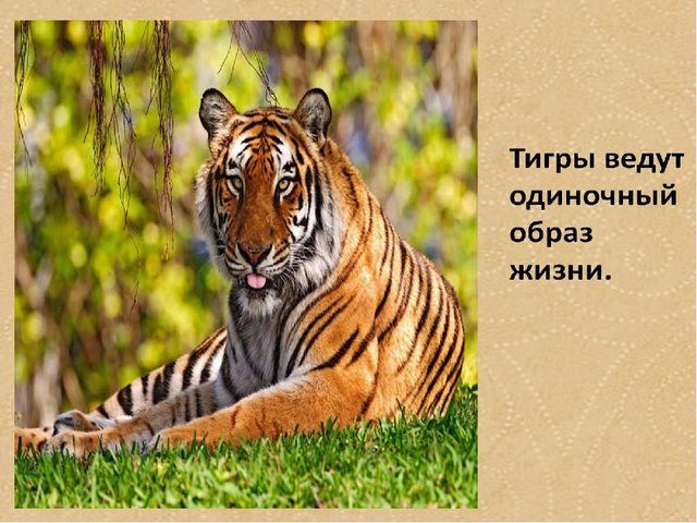 Презентация по формированию целостной картины мира на тему "Тигры" для детей дошкольного возраста