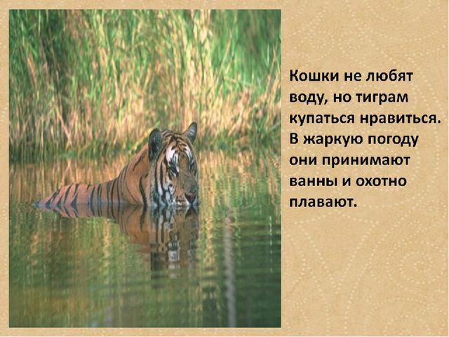 Презентация по формированию целостной картины мира на тему "Тигры" для детей дошкольного возраста