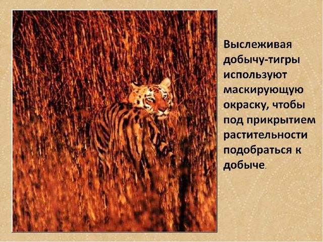 Презентация по формированию целостной картины мира на тему "Тигры" для детей дошкольного возраста