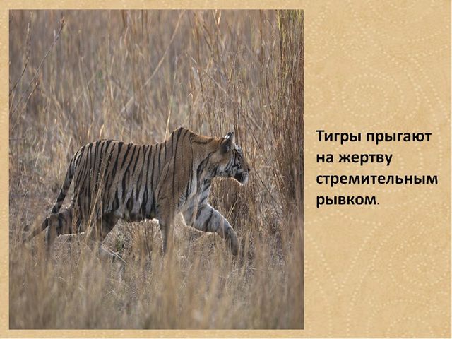 Презентация по формированию целостной картины мира на тему "Тигры" для детей дошкольного возраста