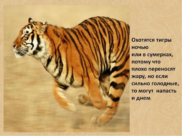 Презентация по формированию целостной картины мира на тему "Тигры" для детей дошкольного возраста