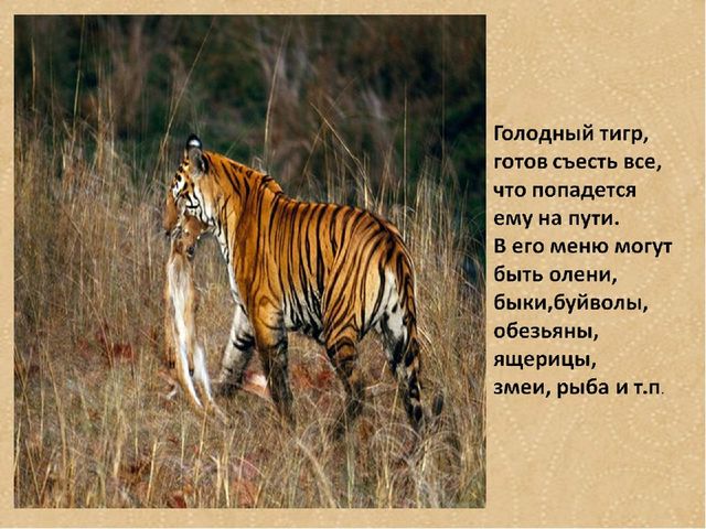 Презентация по формированию целостной картины мира на тему "Тигры" для детей дошкольного возраста