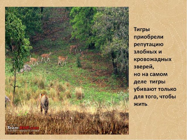 Презентация по формированию целостной картины мира на тему "Тигры" для детей дошкольного возраста
