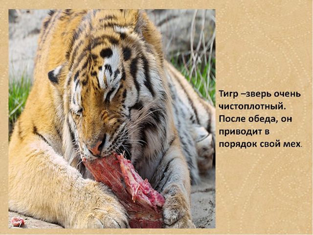 Презентация по формированию целостной картины мира на тему "Тигры" для детей дошкольного возраста