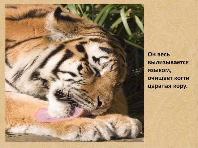 Презентация по формированию целостной картины мира на тему "Тигры" для детей дошкольного возраста