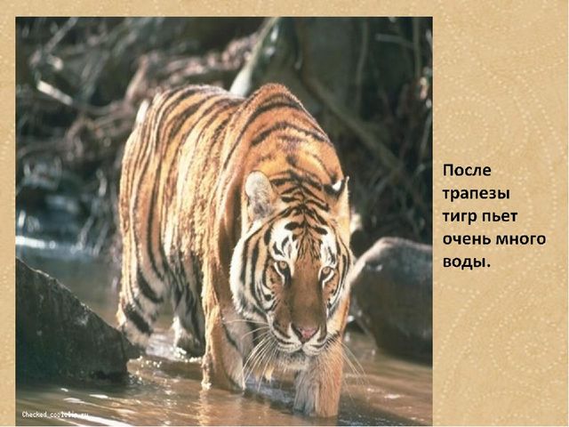 Презентация по формированию целостной картины мира на тему "Тигры" для детей дошкольного возраста