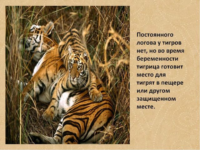Презентация по формированию целостной картины мира на тему "Тигры" для детей дошкольного возраста