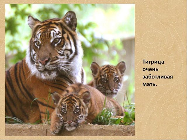 Презентация по формированию целостной картины мира на тему "Тигры" для детей дошкольного возраста