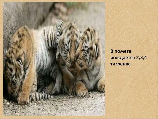 Презентация по формированию целостной картины мира на тему "Тигры" для детей дошкольного возраста