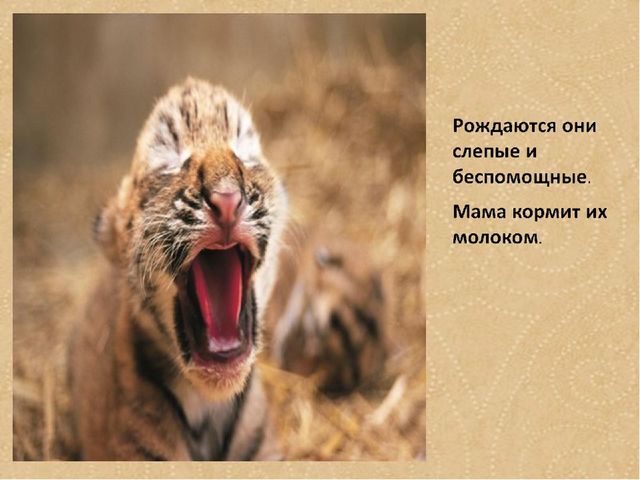 Презентация по формированию целостной картины мира на тему "Тигры" для детей дошкольного возраста