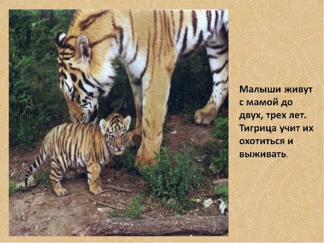 Презентация по формированию целостной картины мира на тему "Тигры" для детей дошкольного возраста
