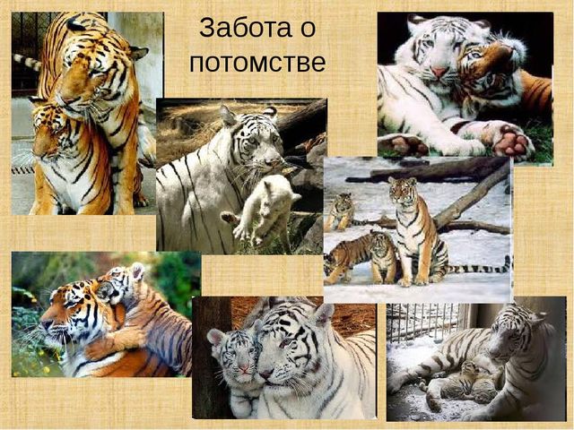 Презентация по формированию целостной картины мира на тему "Тигры" для детей дошкольного возраста