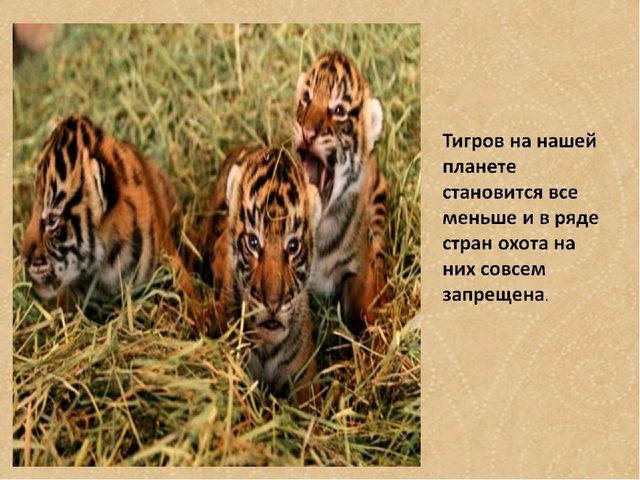 Презентация по формированию целостной картины мира на тему "Тигры" для детей дошкольного возраста