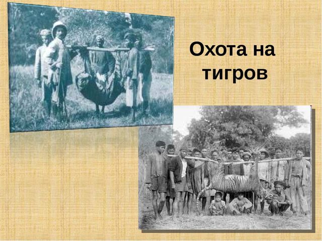 Презентация по формированию целостной картины мира на тему "Тигры" для детей дошкольного возраста