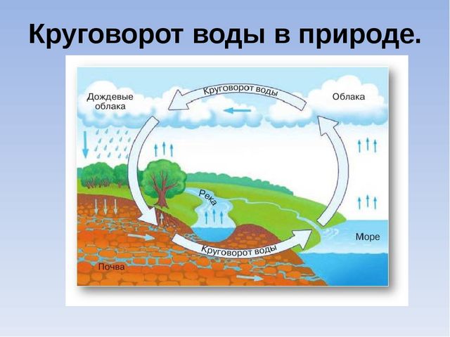 Презентация "Роль воды в жизни человека"