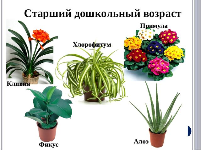 Квалификационный экзамен «Экологический подход к содержанию комнатных растений в ДОО»