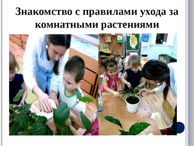 Квалификационный экзамен «Экологический подход к содержанию комнатных растений в ДОО»