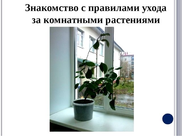 Квалификационный экзамен «Экологический подход к содержанию комнатных растений в ДОО»