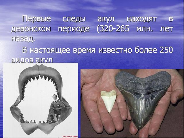 Презентация по окружающему миру "Акулы-подводные хищники"