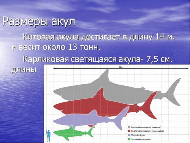 Презентация по окружающему миру "Акулы-подводные хищники"