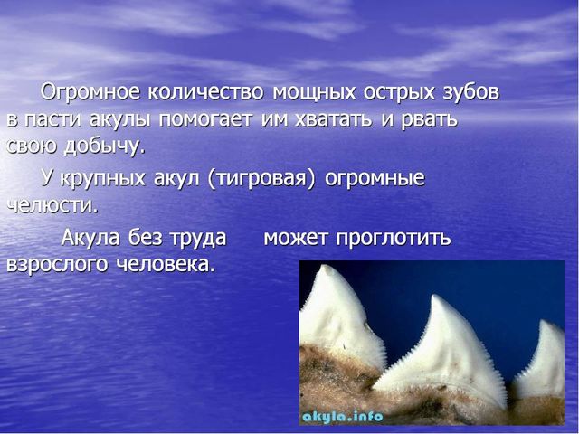 Презентация по окружающему миру "Акулы-подводные хищники"