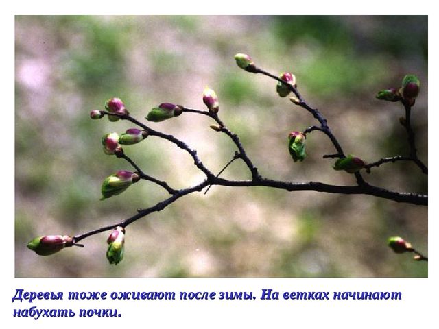 Презентация на тему: "Весна". Подготовительная группа.