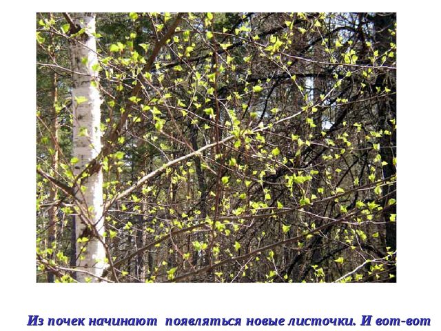 Презентация на тему: "Весна". Подготовительная группа.