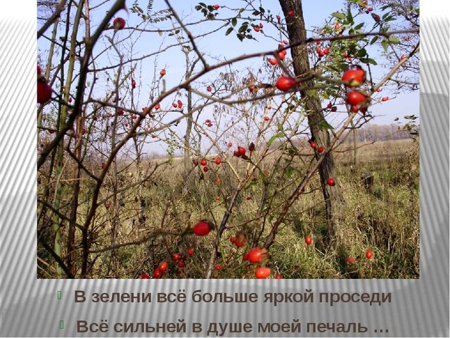 Призентация по ознакомлению с природой "Времена года"(старшая группа)