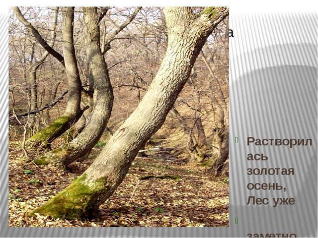 Призентация по ознакомлению с природой "Времена года"(старшая группа)