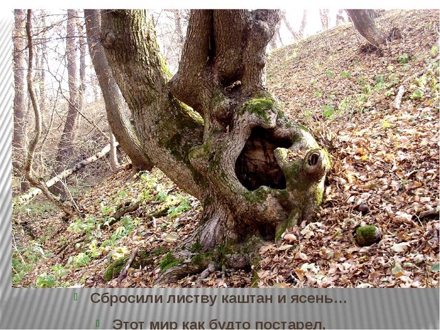 Призентация по ознакомлению с природой "Времена года"(старшая группа)