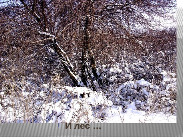 Призентация по ознакомлению с природой "Времена года"(старшая группа)