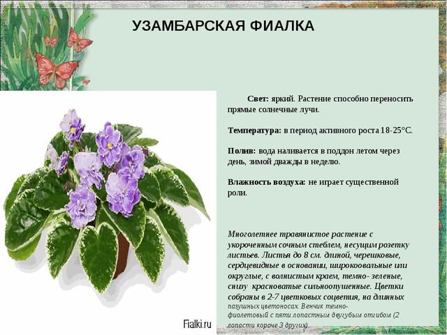 Презентация "Паспорт комнатных растений"