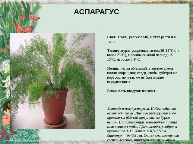 Презентация "Паспорт комнатных растений"