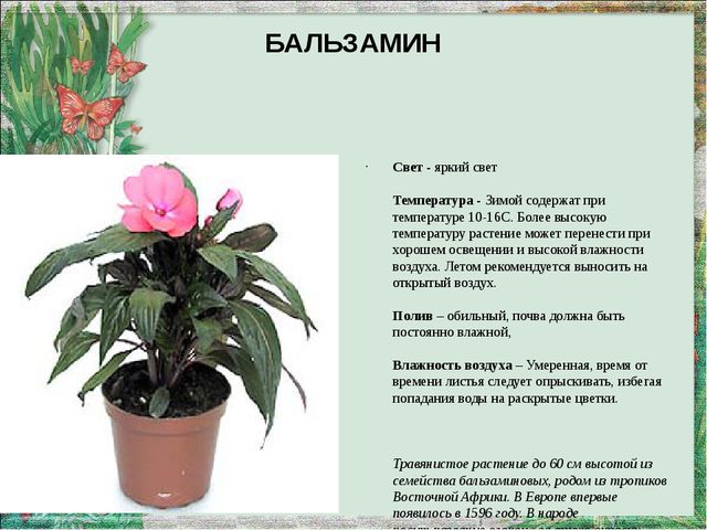 Презентация "Паспорт комнатных растений"
