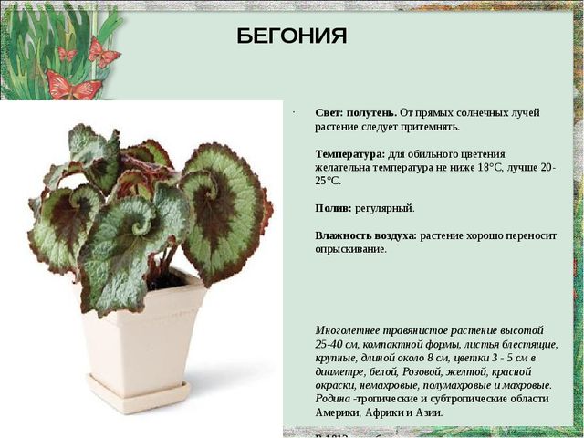 Презентация "Паспорт комнатных растений"