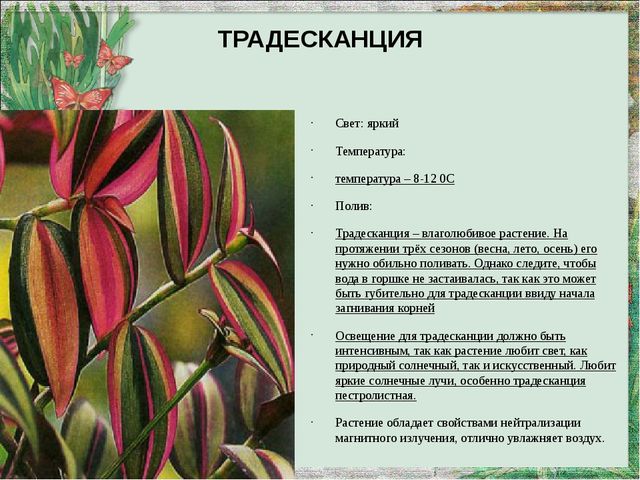 Презентация "Паспорт комнатных растений"