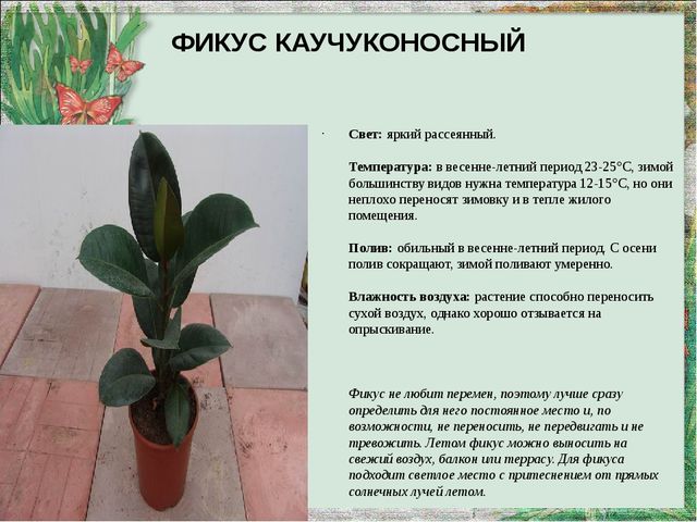 Презентация "Паспорт комнатных растений"