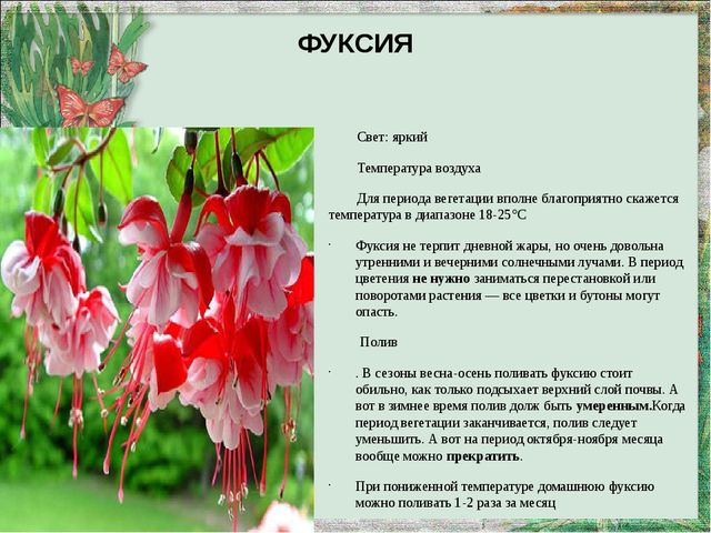 Презентация "Паспорт комнатных растений"