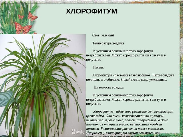 Презентация "Паспорт комнатных растений"