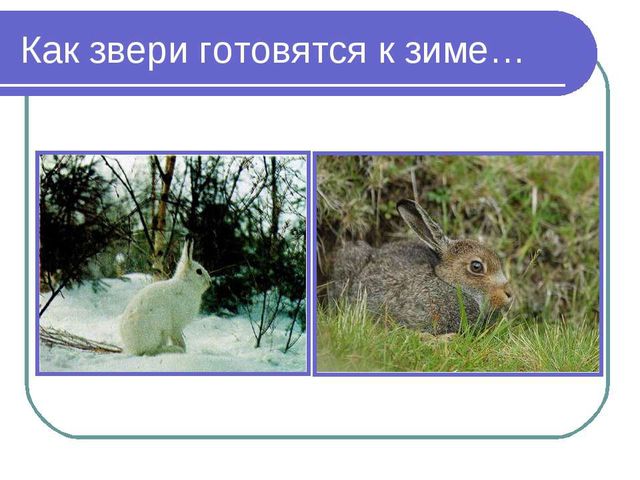 Презентация по познавательному развитию на ему: "Как птицы и звери к зиме готовятся"