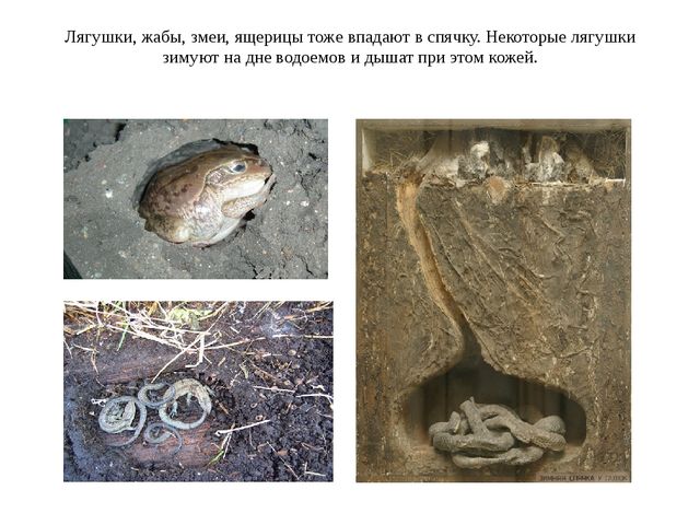Презентация по познавательному развитию на ему: "Как птицы и звери к зиме готовятся"